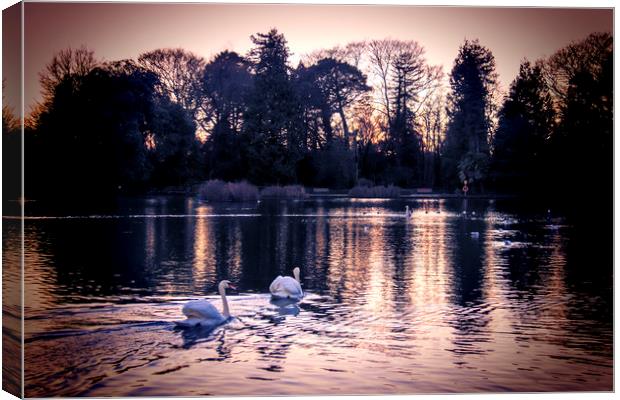  Swans at Sunset. Canvas Print by Becky Dix