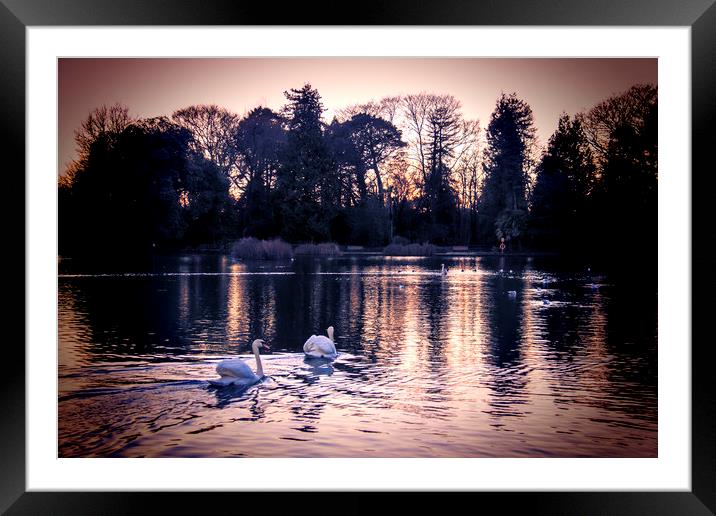  Swans at Sunset. Framed Mounted Print by Becky Dix