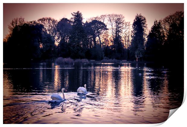  Swans at Sunset. Print by Becky Dix