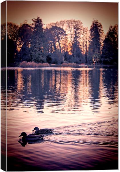  Ducks on the Pond.  Canvas Print by Becky Dix