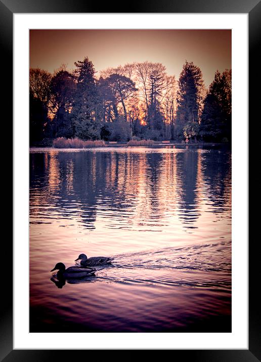  Ducks on the Pond.  Framed Mounted Print by Becky Dix