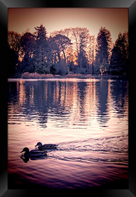 Ducks on the Pond.  Framed Print by Becky Dix