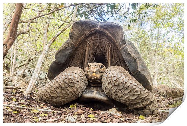  Giant Tortoise Print by Gail Johnson