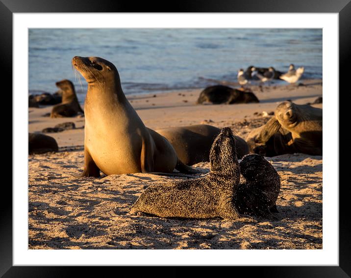  Sea Lion Framed Mounted Print by Gail Johnson