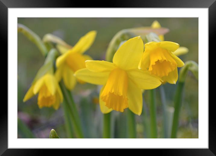 Daffodils Framed Mounted Print by Paul Collis