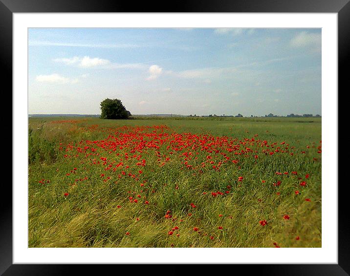 Summer time fields Framed Mounted Print by Paul Collis