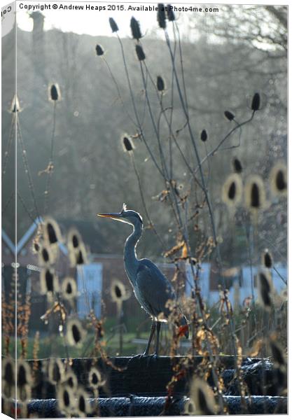 Heron at Trentham Gardens Canvas Print by Andrew Heaps