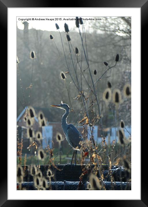 Heron at Trentham Gardens Framed Mounted Print by Andrew Heaps