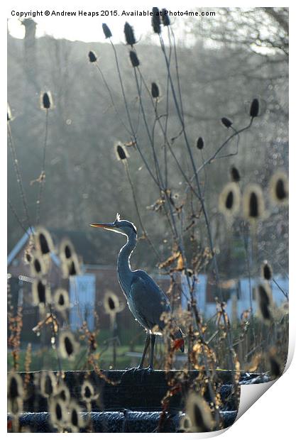 Heron at Trentham Gardens Print by Andrew Heaps