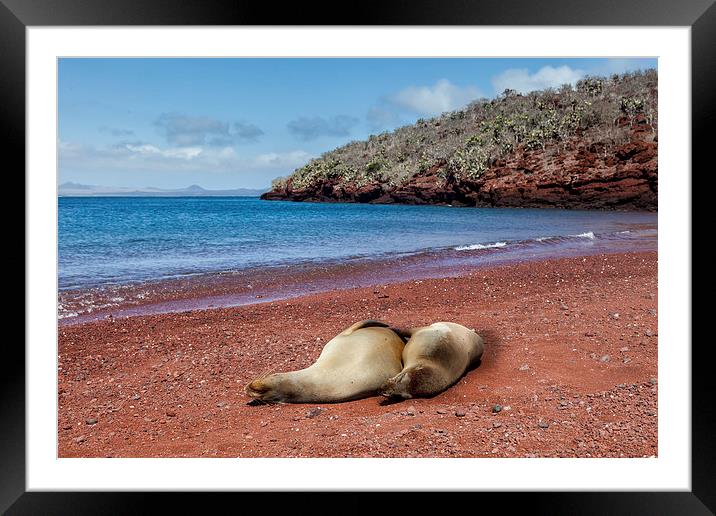  Sealions on Red Sand Beach Framed Mounted Print by Gail Johnson
