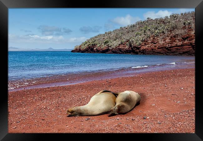  Sealions on Red Sand Beach Framed Print by Gail Johnson