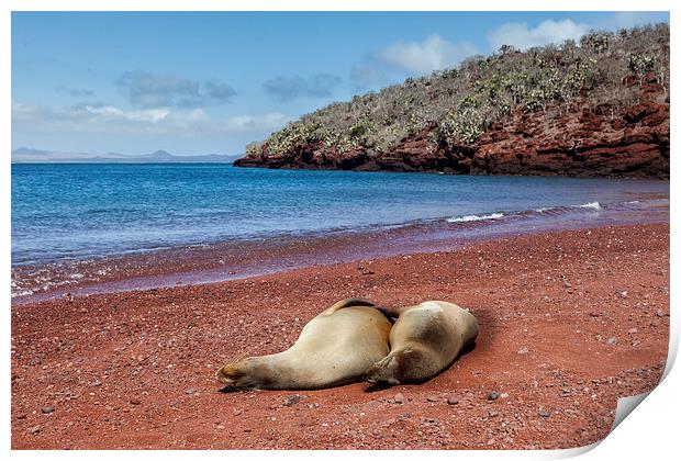  Sealions on Red Sand Beach Print by Gail Johnson