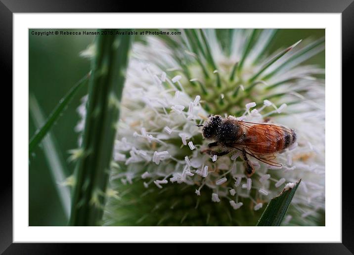  Teasel and Bee Framed Mounted Print by Rebecca Hansen