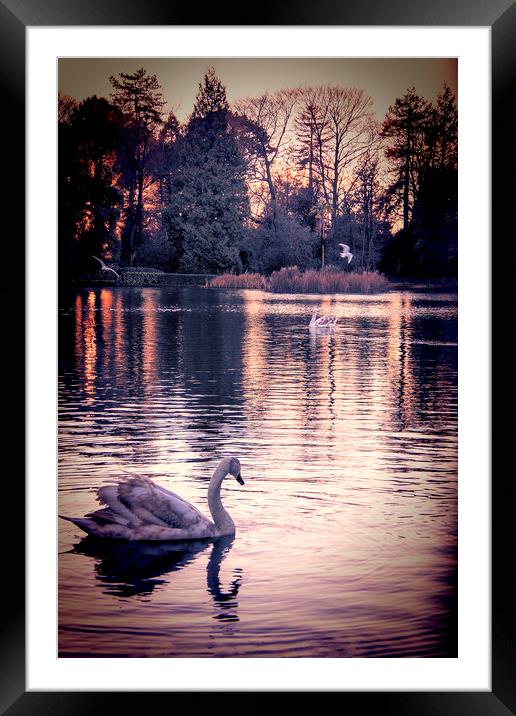  Swan Lake 2 Framed Mounted Print by Becky Dix