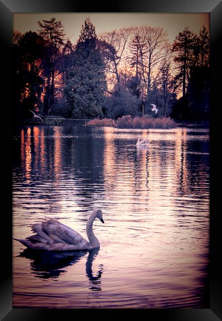  Swan Lake 2 Framed Print by Becky Dix