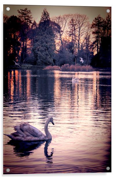  Swan Lake 2 Acrylic by Becky Dix