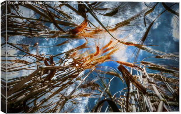  Wheat Field Canvas Print by Nigel Bangert