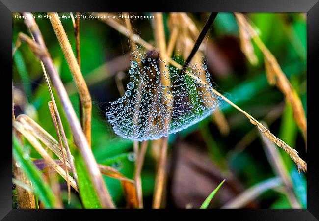 Dew on Web Framed Print by Phil Clarkson