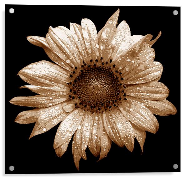 Tritone Sunflower  Acrylic by james balzano, jr.