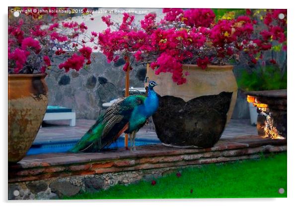  peacock at poolside Acrylic by john kolenberg