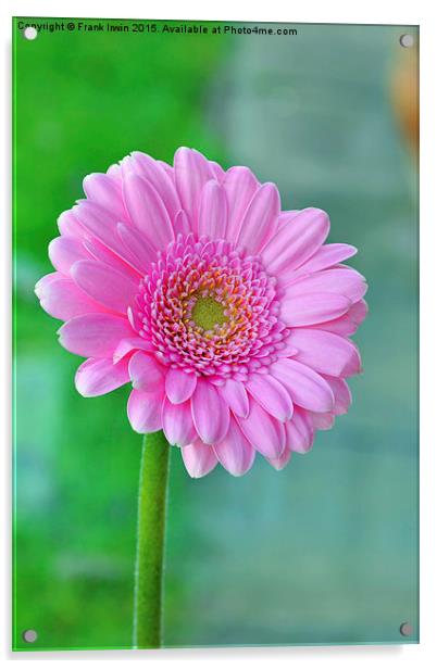  Beautiful Pink Chrysanthemum head in full bloom Acrylic by Frank Irwin