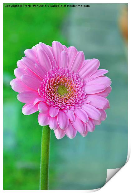  Beautiful Pink Chrysanthemum head in full bloom Print by Frank Irwin