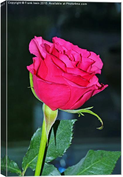  Beautiful red Hybrid Tea rose Canvas Print by Frank Irwin
