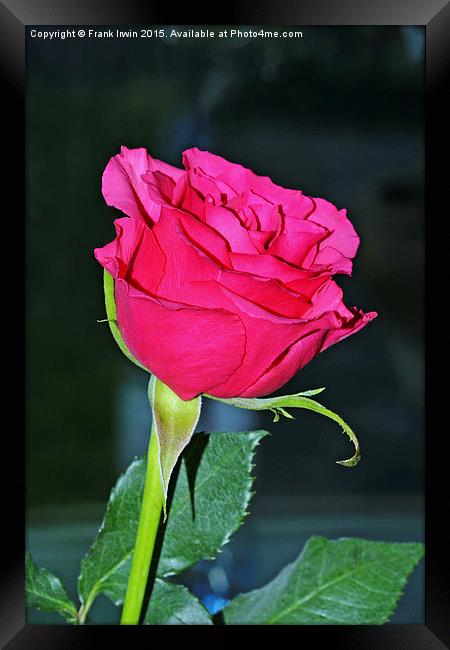  Beautiful red Hybrid Tea rose Framed Print by Frank Irwin