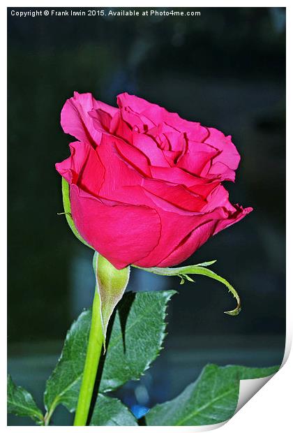  Beautiful red Hybrid Tea rose Print by Frank Irwin