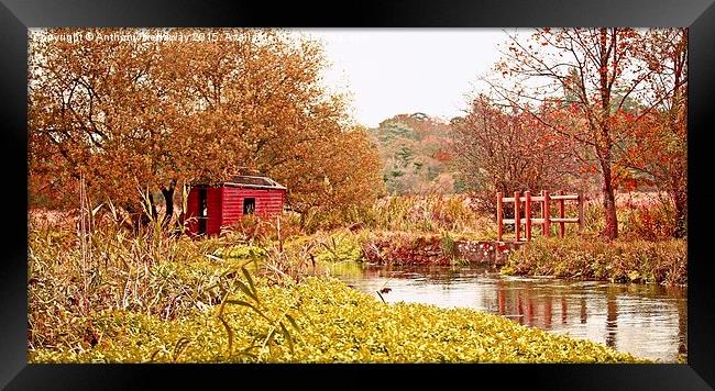  RIVER ITCHEN FISHING HUT Framed Print by Anthony Kellaway