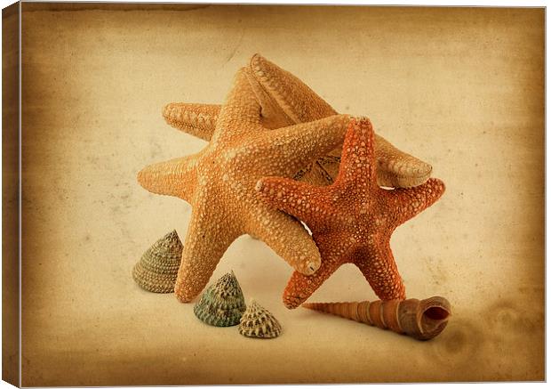 Starfish Canvas Print by Victor Burnside
