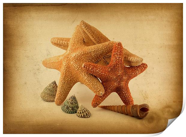 Starfish Print by Victor Burnside