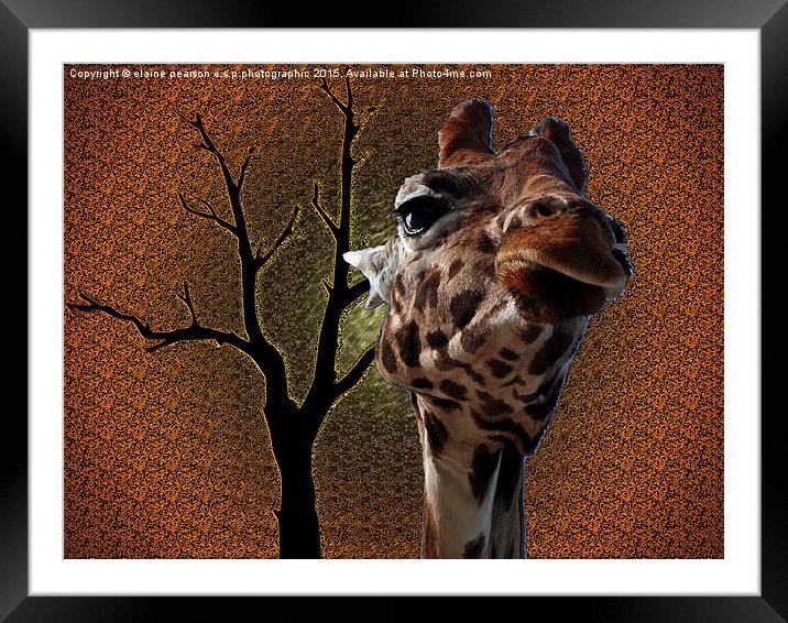 Giraffe abstract Framed Mounted Print by Elaine Pearson