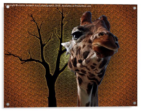 Giraffe abstract Acrylic by Elaine Pearson