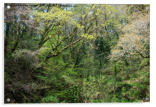  Pengelli forest, Pembrokeshire Acrylic by Andrew Kearton