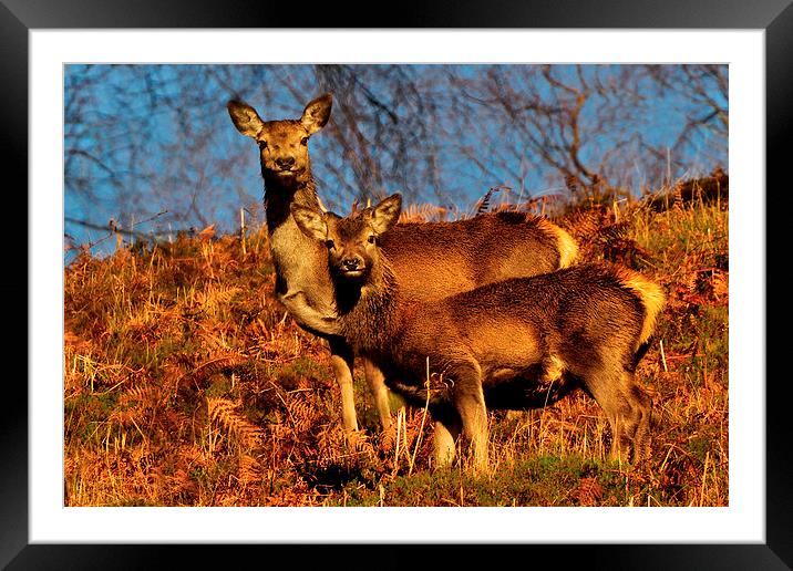  Red Deer Framed Mounted Print by Macrae Images