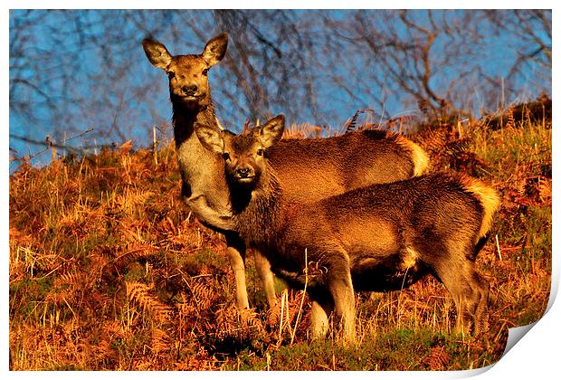  Red Deer Print by Macrae Images