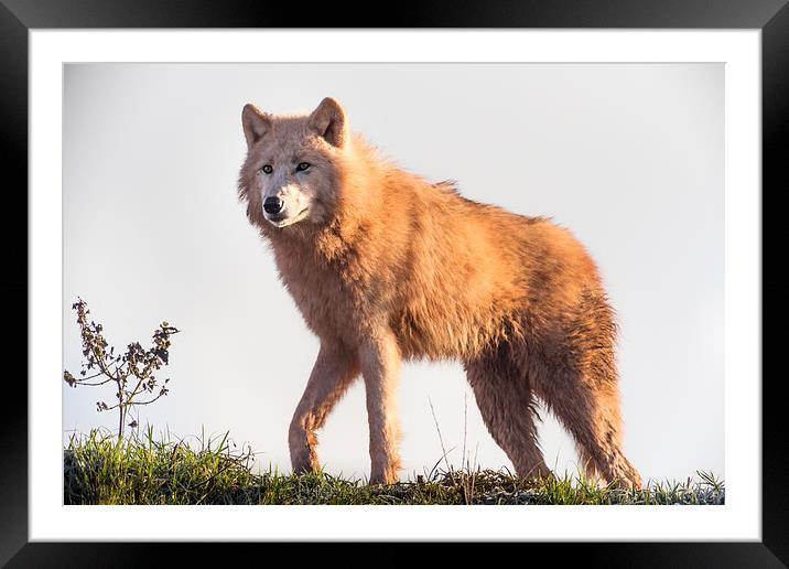  Arctic Wolf at Sunrise Framed Mounted Print by Andy McGarry