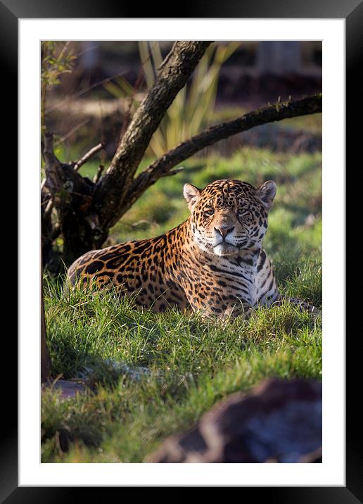  South American Jaguar Framed Mounted Print by Andy McGarry