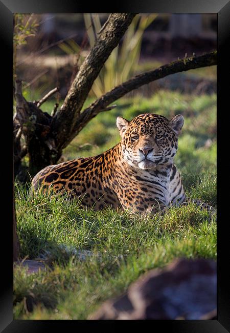  South American Jaguar Framed Print by Andy McGarry