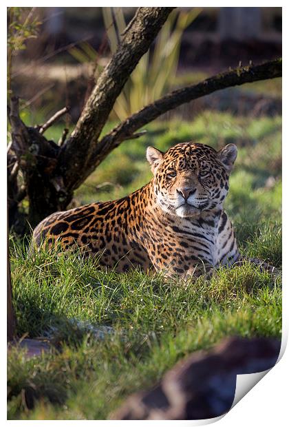  South American Jaguar Print by Andy McGarry