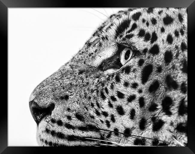  Sri Lankan Leopard Framed Print by Andy McGarry
