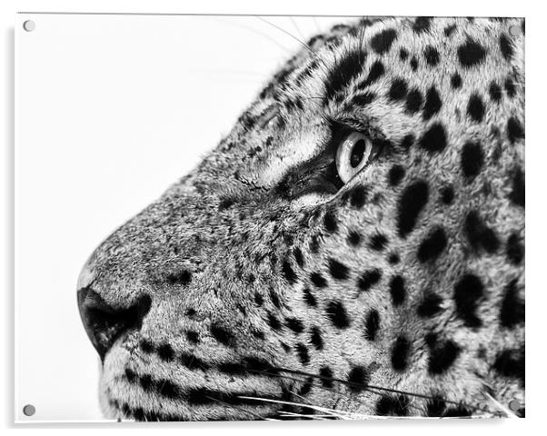  Sri Lankan Leopard Acrylic by Andy McGarry