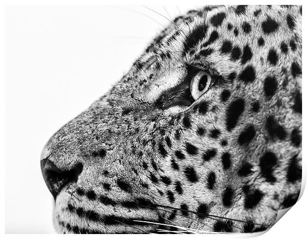  Sri Lankan Leopard Print by Andy McGarry