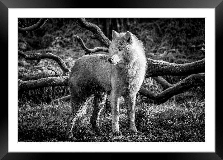  Arctic Wolf Framed Mounted Print by Andy McGarry