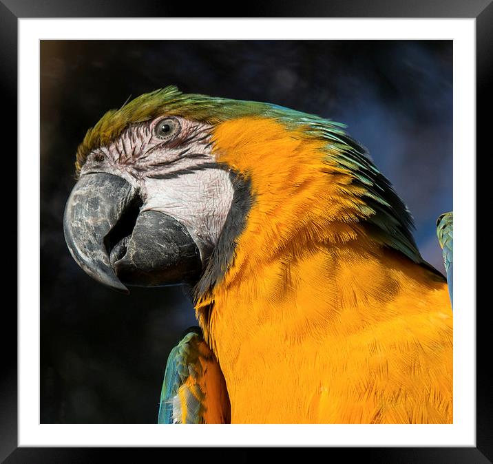  Yellow Parrot Framed Mounted Print by Lee Sutton