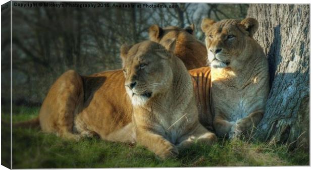   Pride Of Lionesses Canvas Print by rawshutterbug 