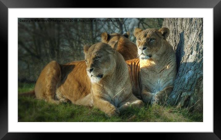   Pride Of Lionesses Framed Mounted Print by rawshutterbug 