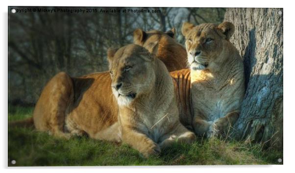   Pride Of Lionesses Acrylic by rawshutterbug 