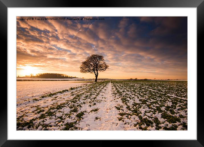 Lone Tree at Sunset  Framed Mounted Print by Tracey Whitefoot